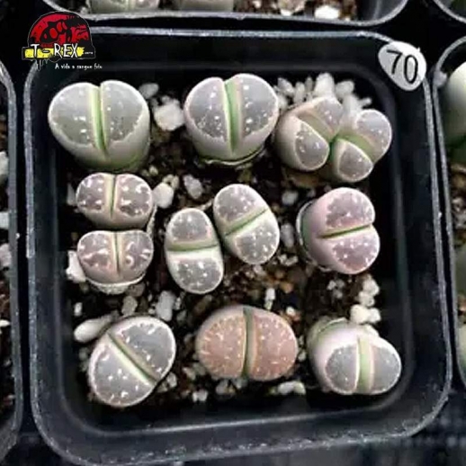 muda de suculenta rara