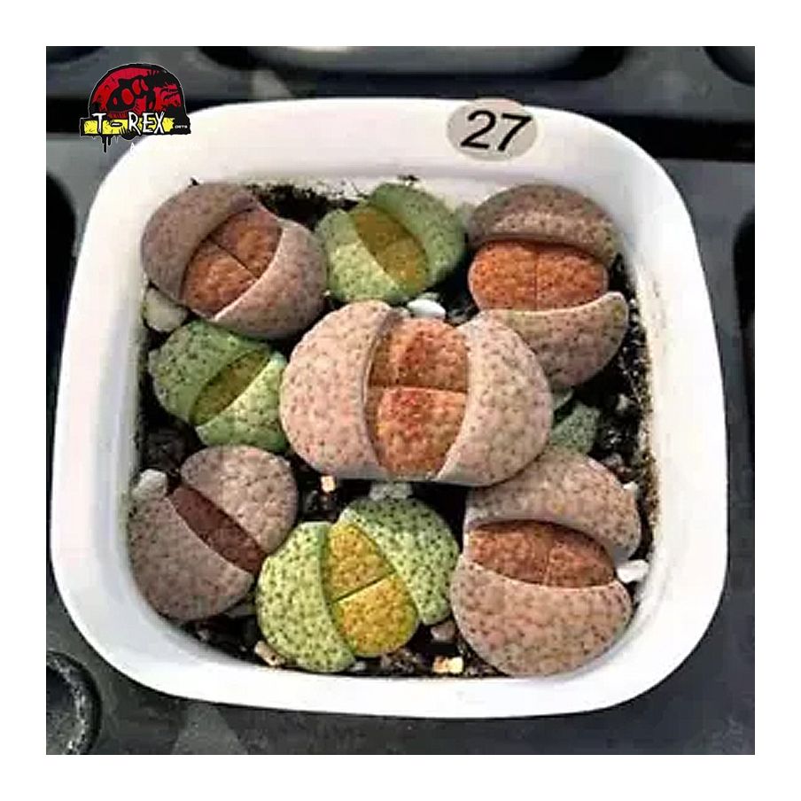 comprar muda de suculenta rara