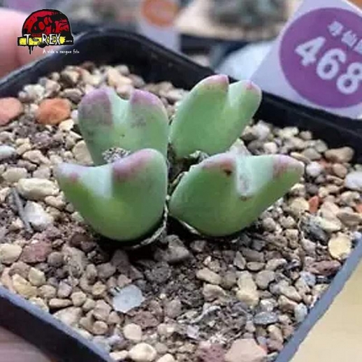 comprar muda de suculenta rara
