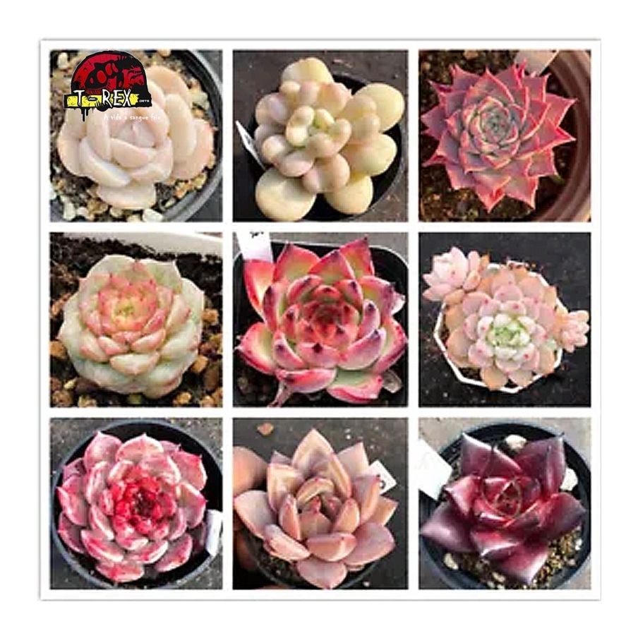 comprar muda de suculenta rara