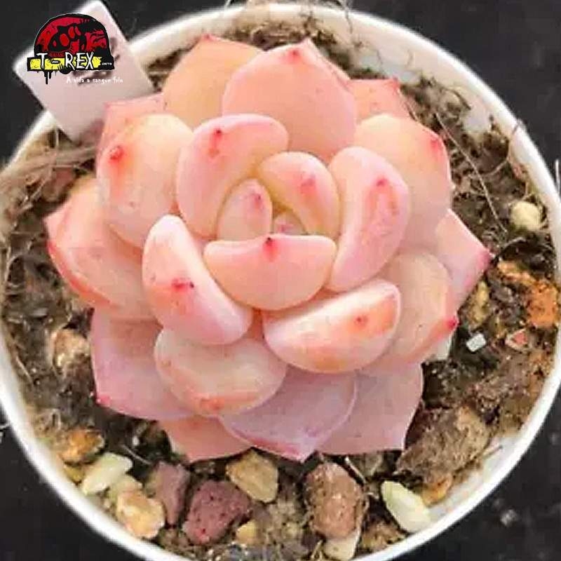 comprar muda de suculenta rara