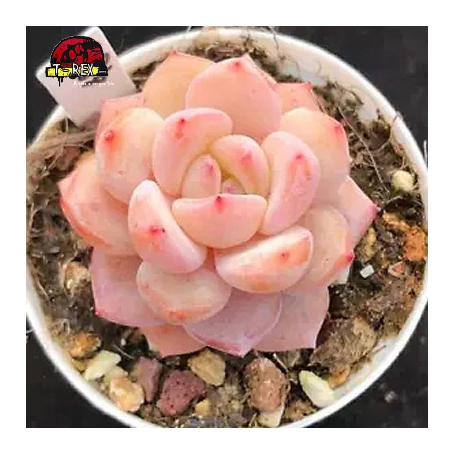 comprar muda de suculenta rara