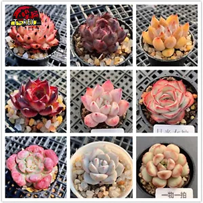 comprar muda de suculenta rara