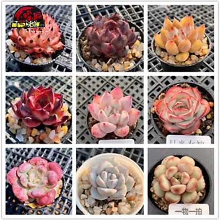 comprar muda de suculenta rara