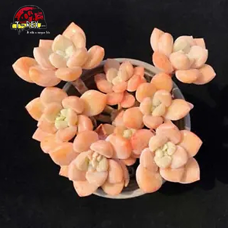 comprar muda de suculenta rara no brasil