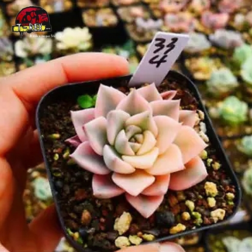 muda de suculenta rara no brasil