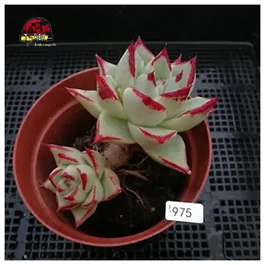 comprar muda de suculenta rara