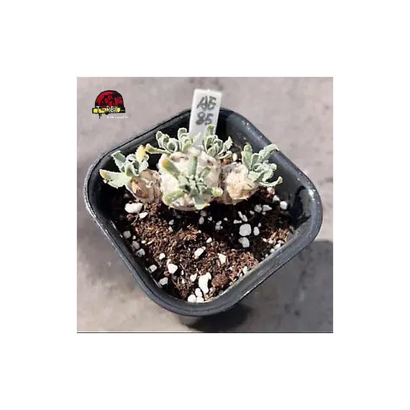 comprar muda de suculenta rara no brasil