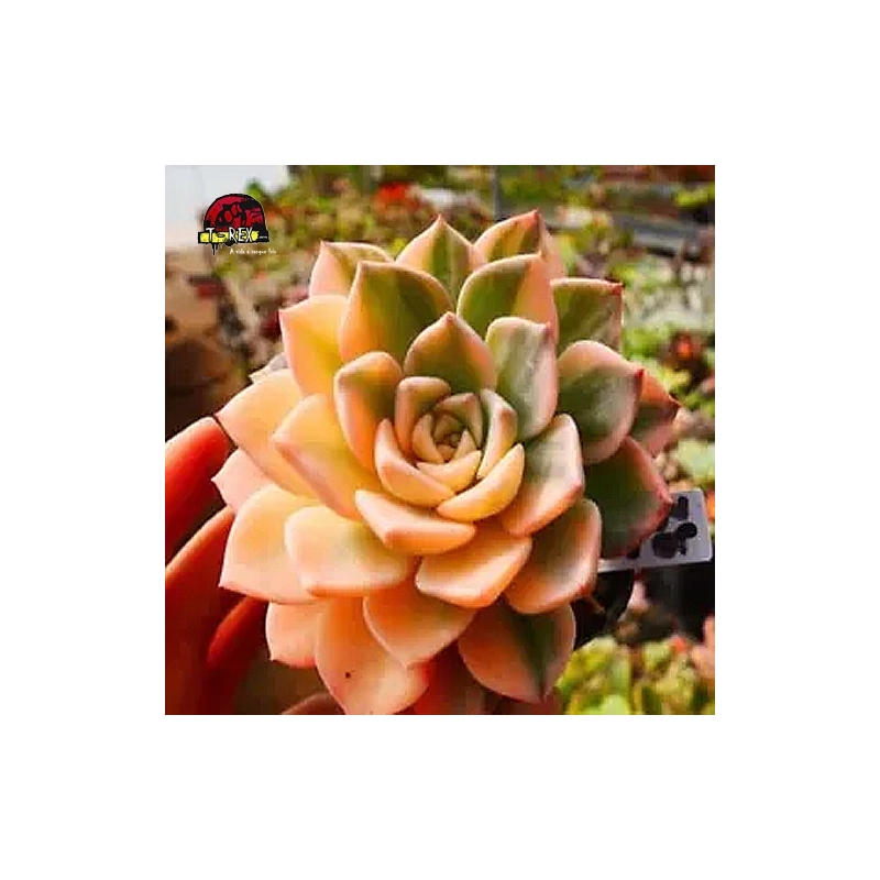 comprar suculenta rara no brasil