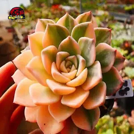 comprar suculenta rara no brasil