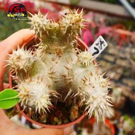 venda de suculenta rara