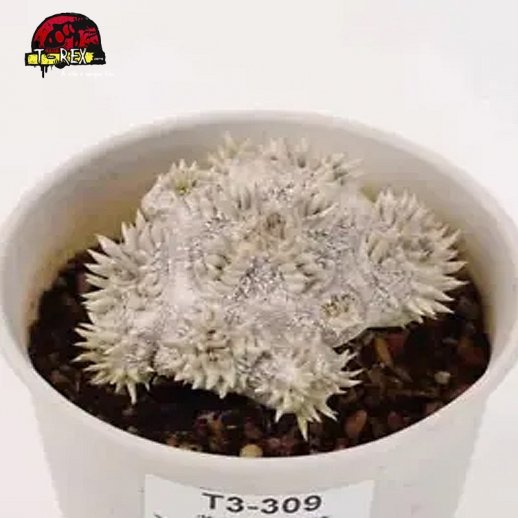 mudas de suculenta rara