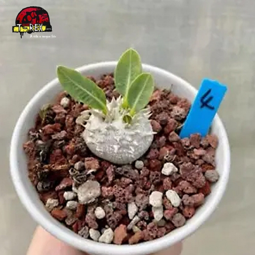 comprar suculenta rara no brasil