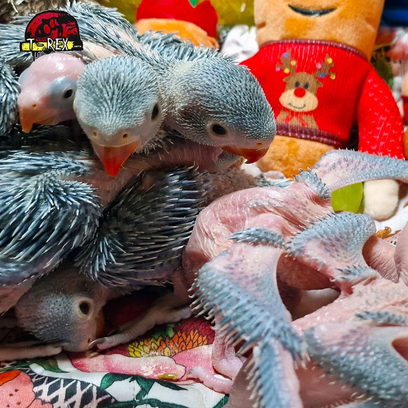 Venda imperdível de adoráveis filhotes de Ring Neck azul: traga um amigo emplumado para sua vida!