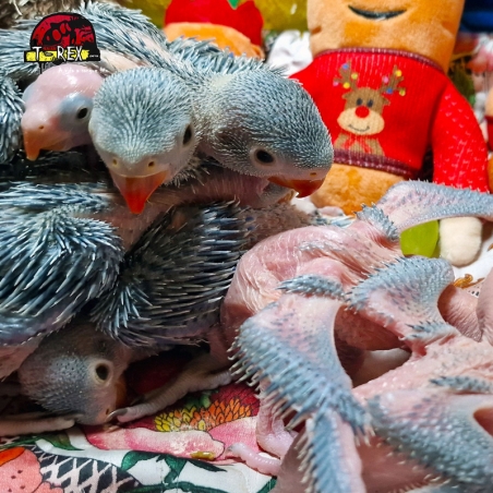 Venda imperdível de adoráveis filhotes de Ring Neck azul: traga um amigo emplumado para sua vida!