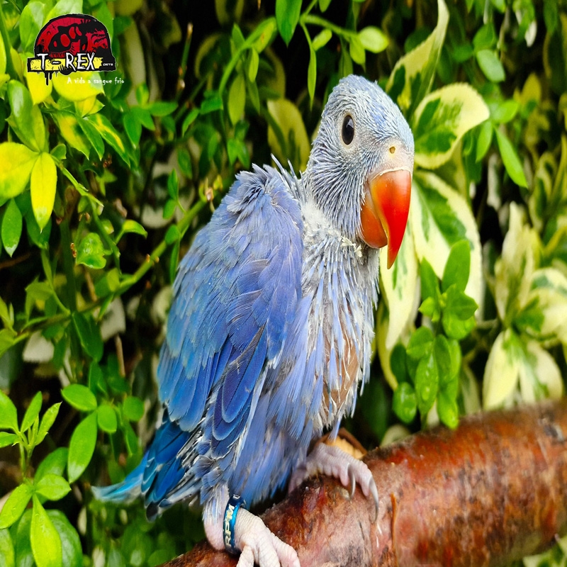 Venda de adoráveis filhotes de Ring Neck Verde: Encontre o seu companheiro emplumado perfeito!