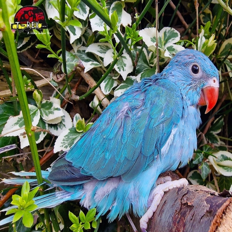 Ring Neck Azul Adulto: A Exuberância em Plumas Prontas para Voar!