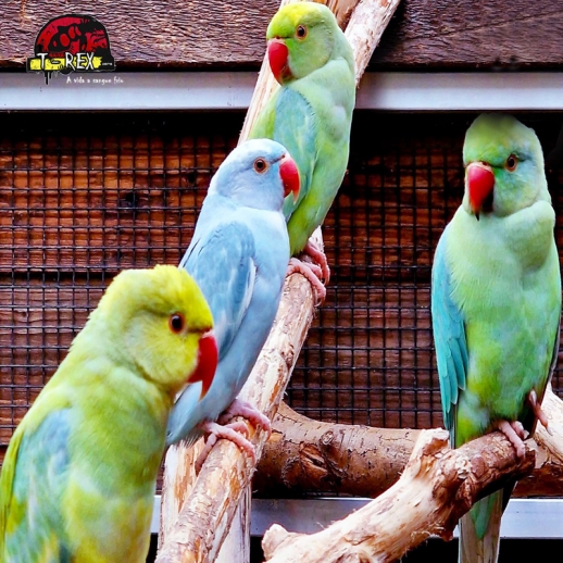 Ring Necks Adulto: Leve para Casa um Companheiro Exótico e Encantador!