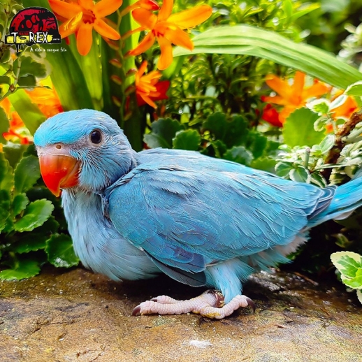 comprar ring neck cor azul