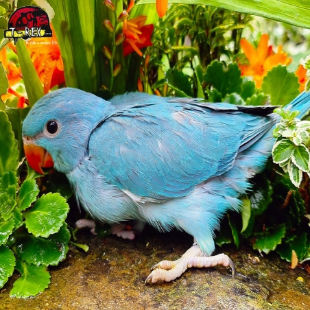 comprar ring neck cor azul