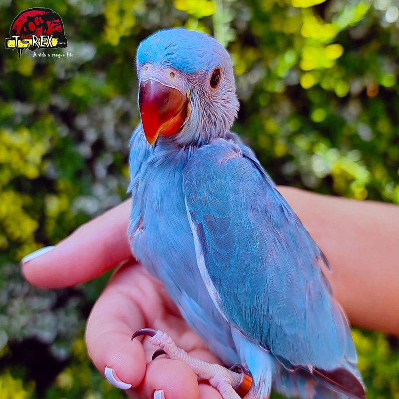 Adquira Agora um Elegante Ring Neck Turquesa - Aves Exóticas Deslumbrantes.