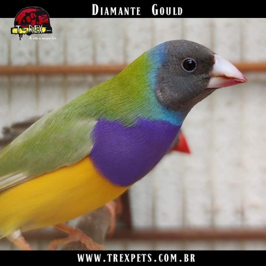 comprar diamante gould