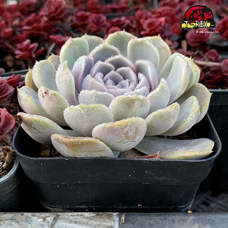 comprar suculenta rara