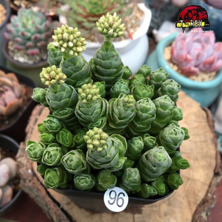 comprar suculenta rara