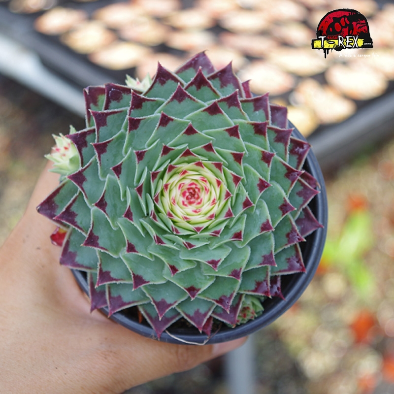 comprar muda de suculenta