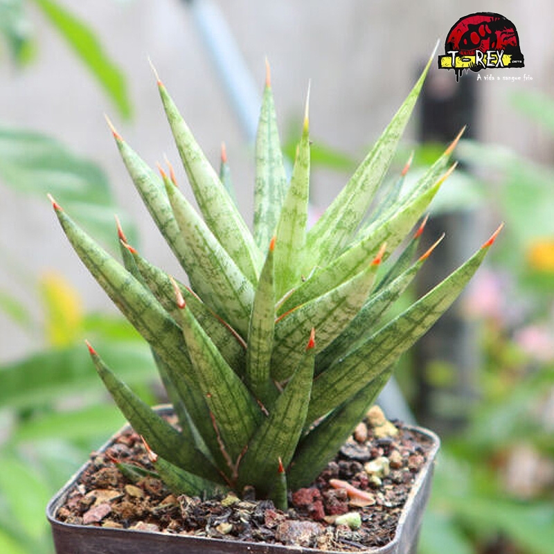 comprar suculenta rara