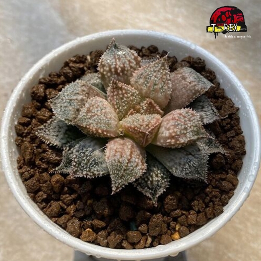 comprar suculenta rara