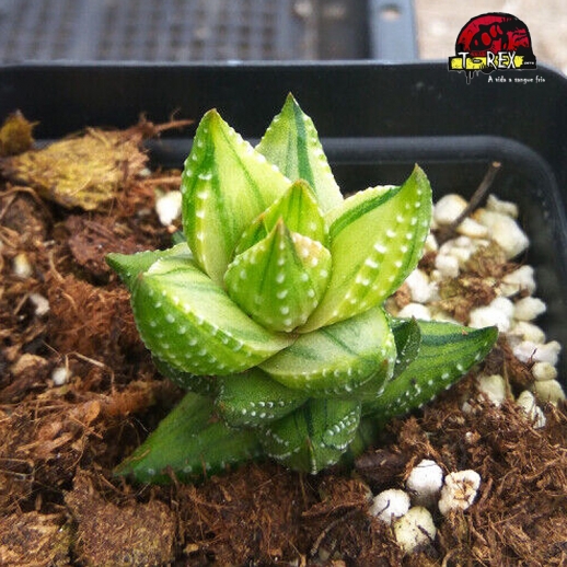 comprar suculenta rara