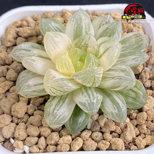 comprar suculenta rara