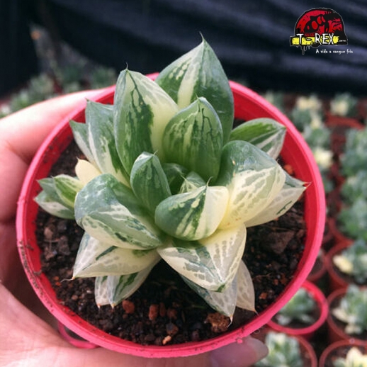 comprar suculenta rara no brasil