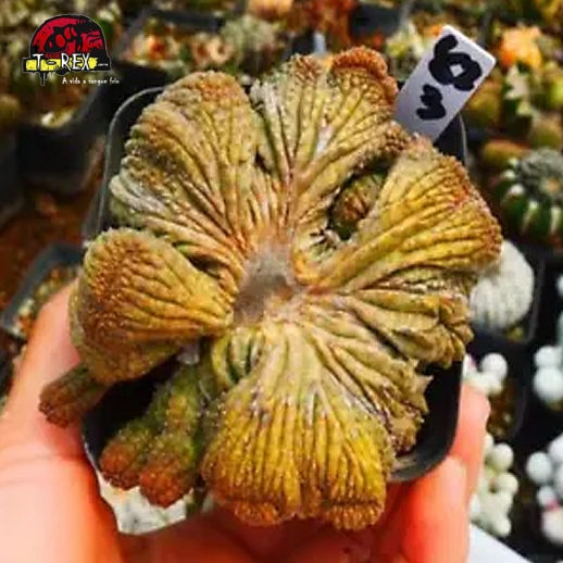 Muda De Suculenta Gancho