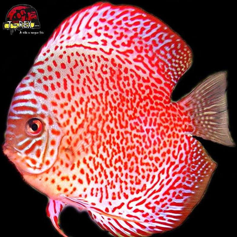 venda de peixe acara disco