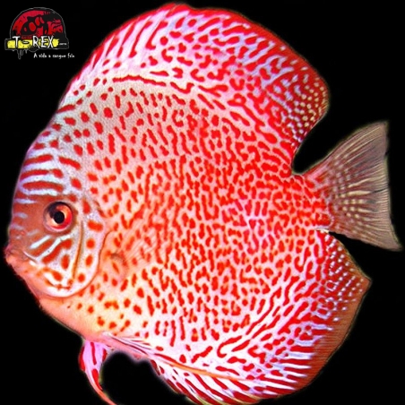 venda de peixe acara disco