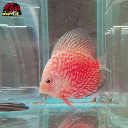 preco de peixe disco