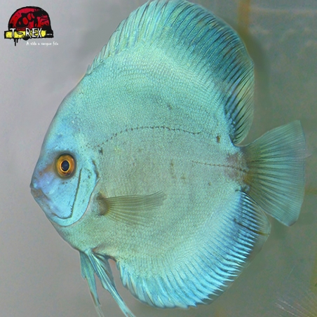 Peixe Acará Disco Blue Diamond