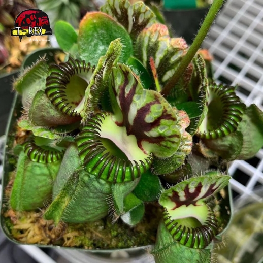 comprar planta carnívora cephalotus