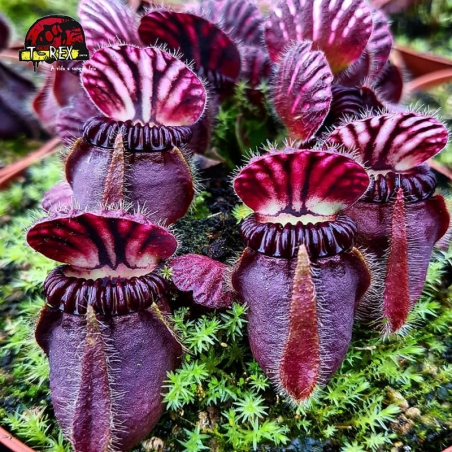 Cephalotus follicularis Planta Carnívora