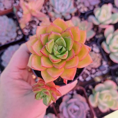 comprar suculenta rara