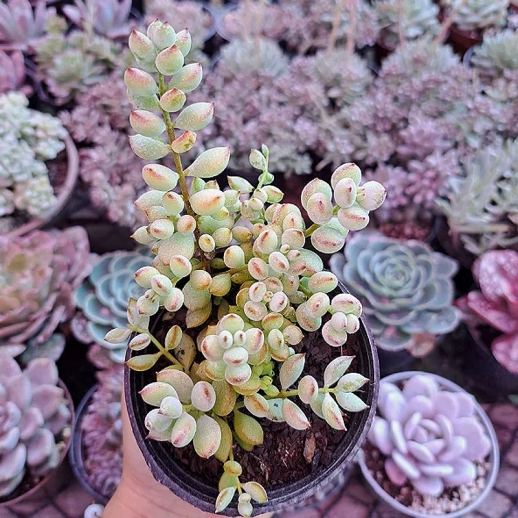 comprar suculenta rara