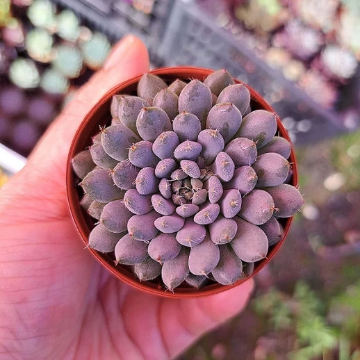 comprar suculenta rara