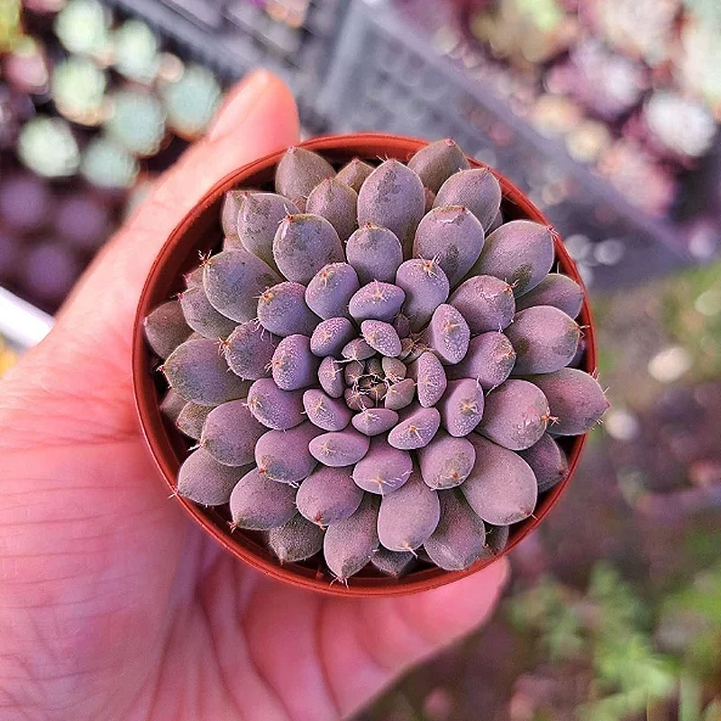 comprar suculenta rara