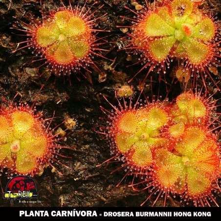 Comprar drosera burmanni hong kong