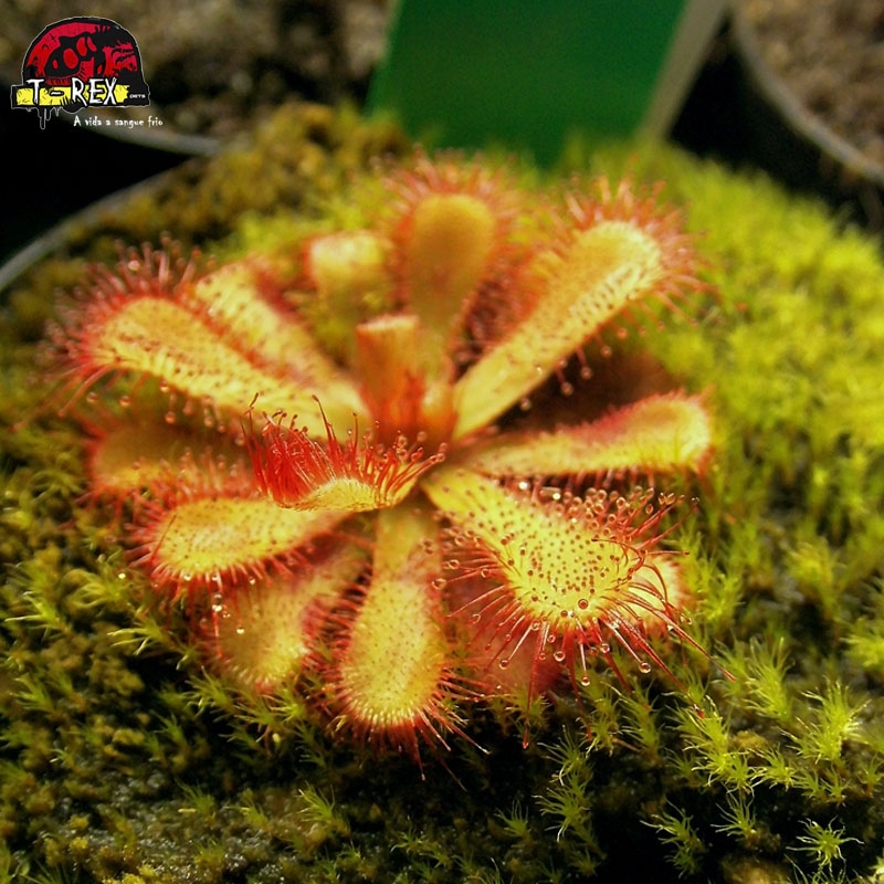 muda de carnivora Drosera Burmanni