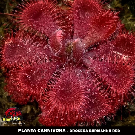 Muda Drosera burmanni red