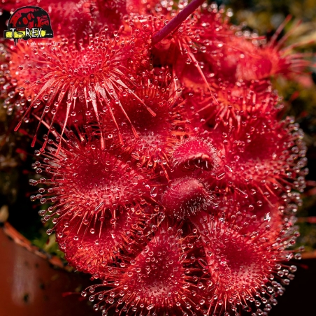 venda de Drosera Burmanni Red