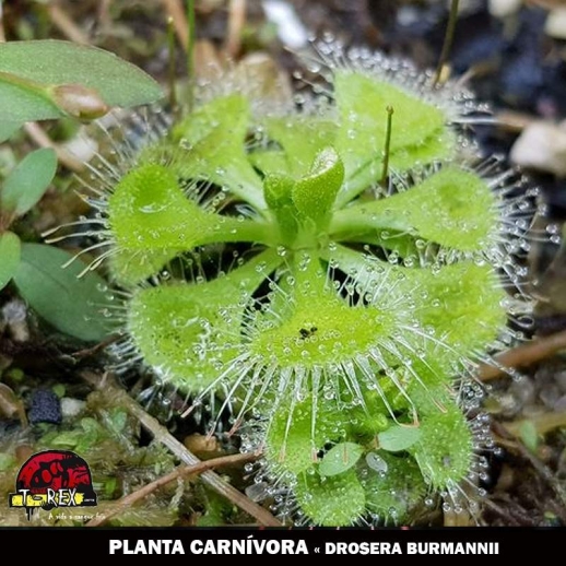 Planta carnívora Drosera Burmanni